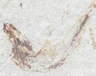 Bargain, Cretaceous Fossil Fish - Lebanon #53932-1